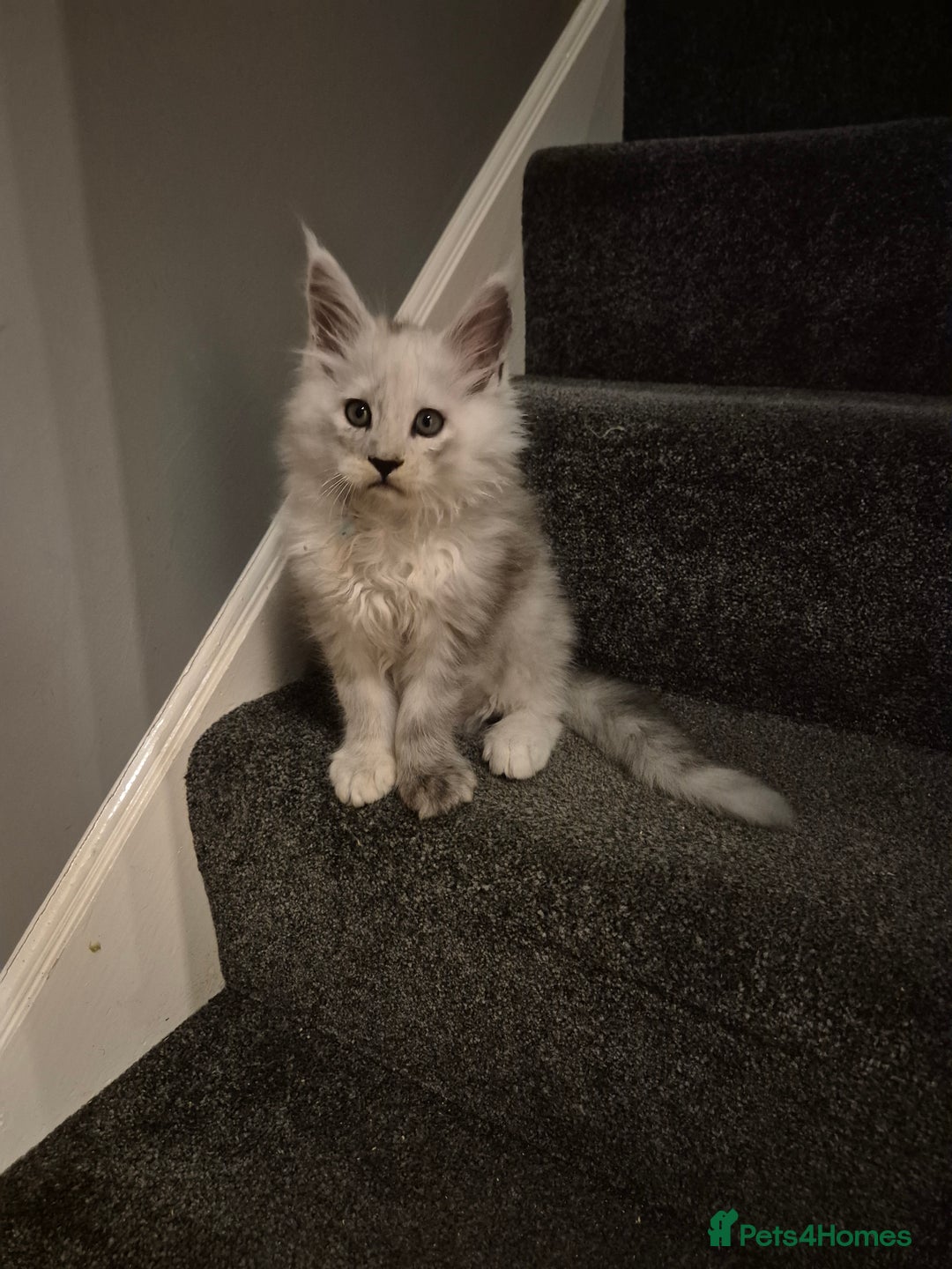 Maine Coon cats for sale: Maine Coon kittens - Advert 9