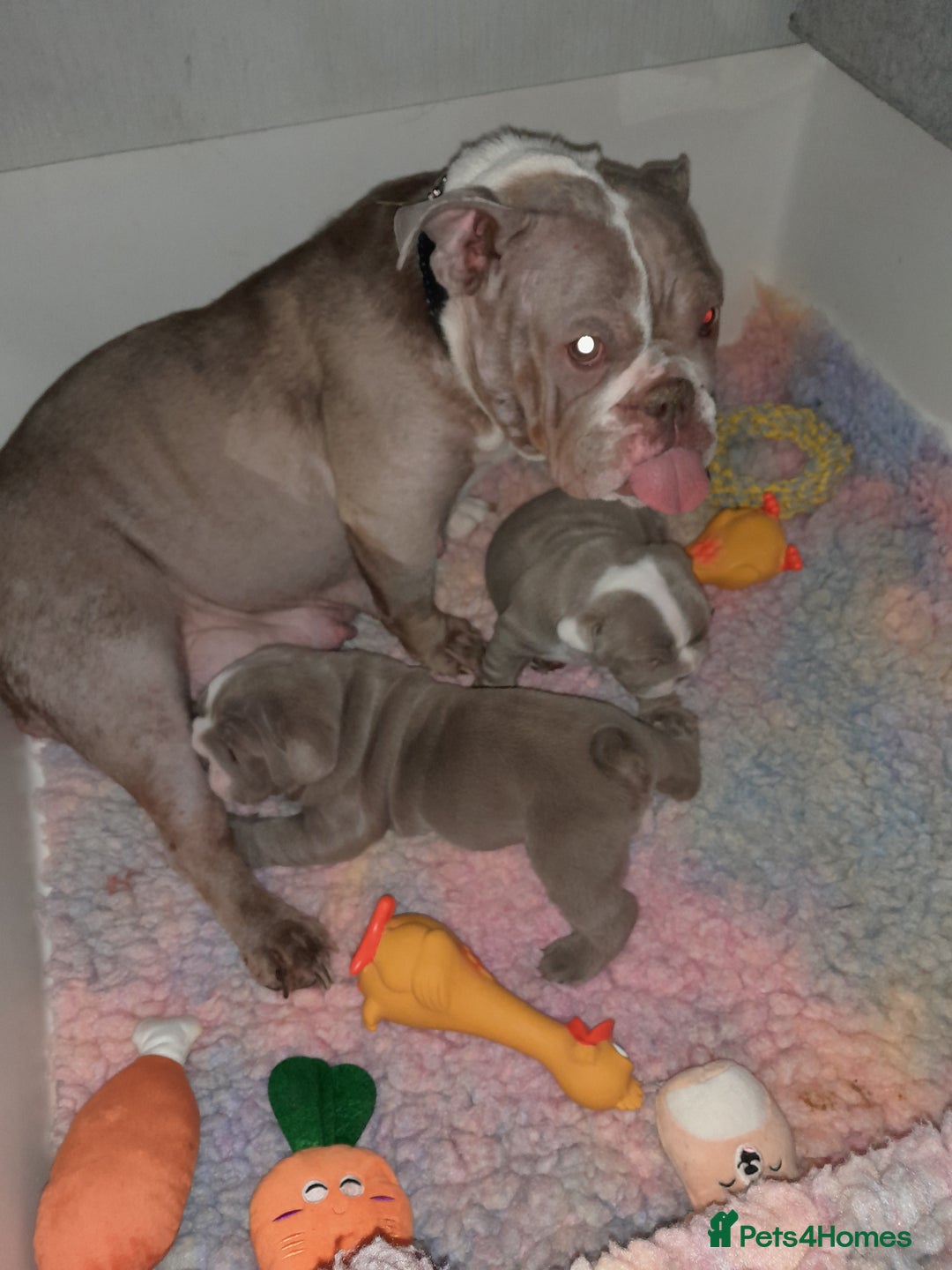 English Bulldog dogs for sale: New English bulldogs  - Image 3