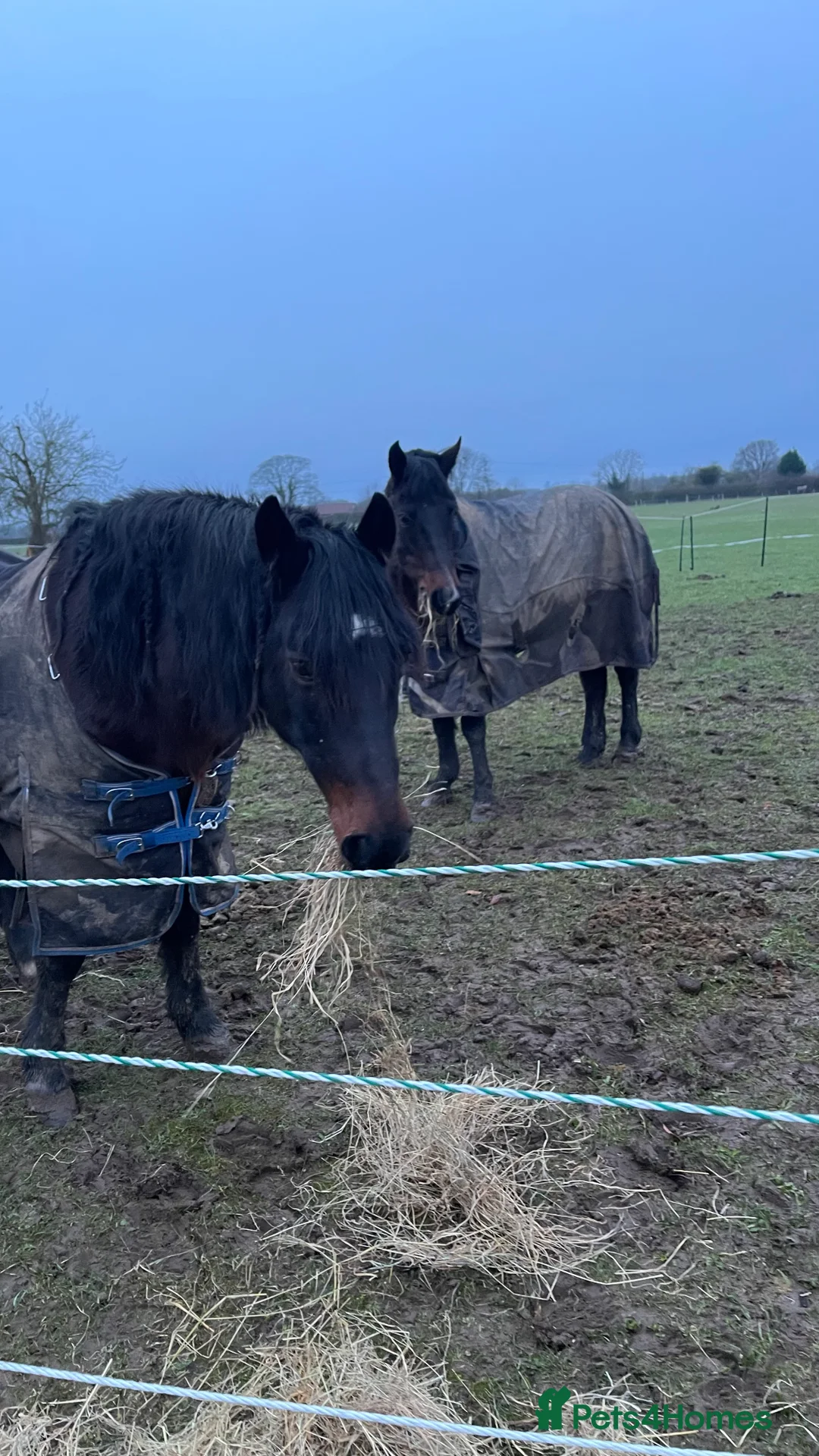 New Forest horses for sale: Miss L cherry  - Advert 1