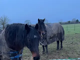 New Forest horses Miss L cherry - Advert 1