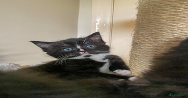 Ragdoll cats - Advert 7