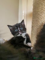 Ragdoll cats - Advert 7