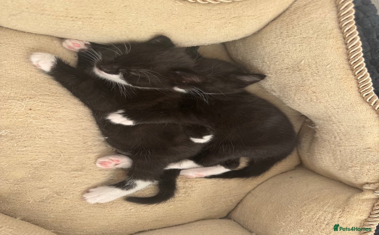 Bombay cats - Advert 2