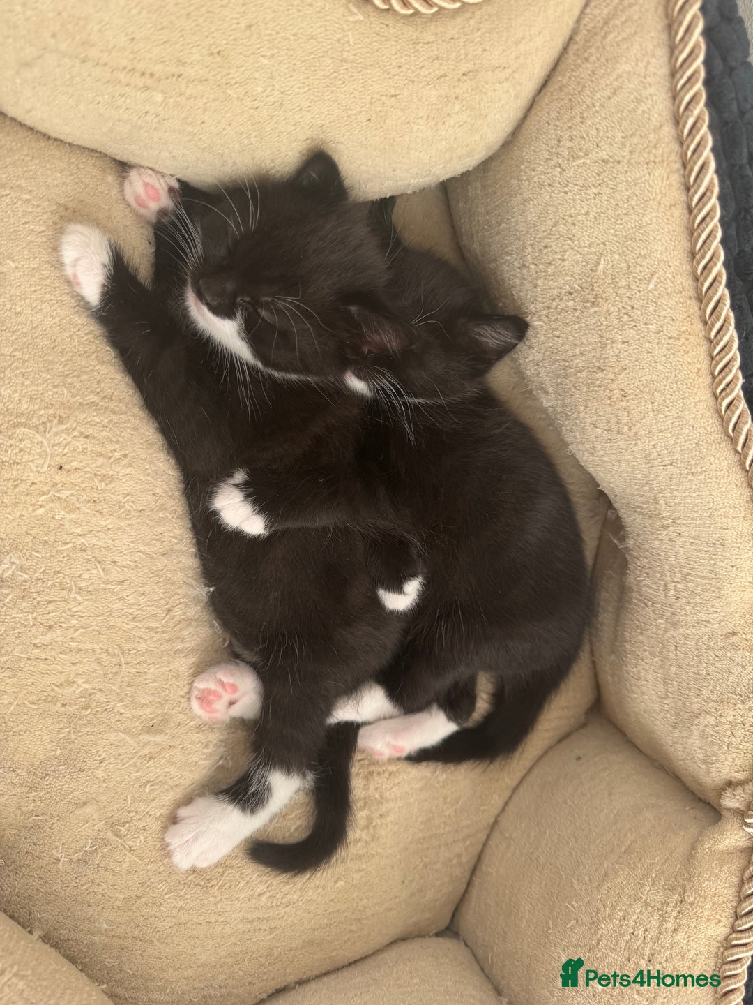 Bombay cats for sale: Cute Kittens for sale  - Image 1