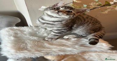 British Shorthair cats - Advert 7