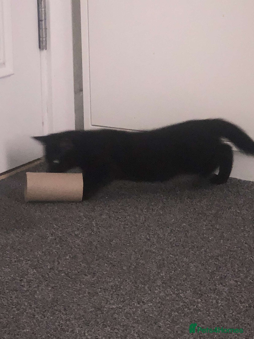 Bombay cats for sale: 10 week old, female kitten  - Image 2
