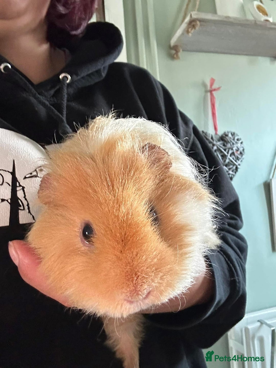 Guinea Pig rodents for sale: Rescue guinea pigs looking for new homes  - Advert 5