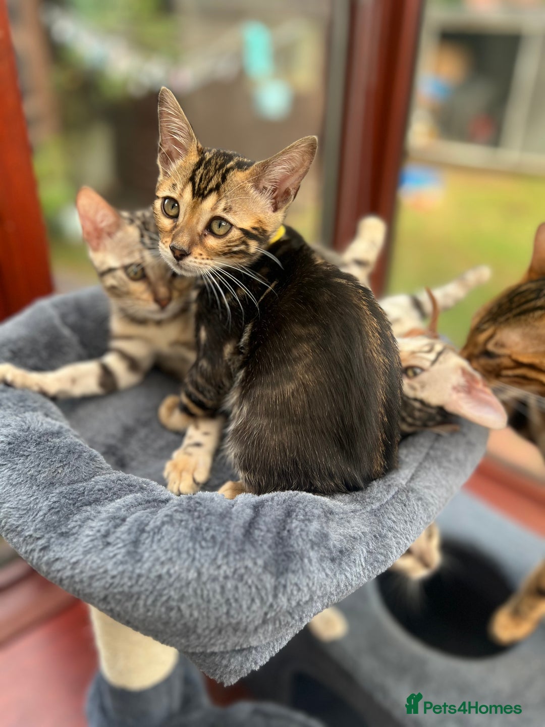 Bengal cats for sale: 🐾 TICA Registered Bengal Kittens-Ready Now  🐆🥰 - Image 29