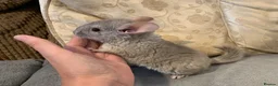 Chinchilla rodents for sale: Chinchilla kits in Brampton - Advert 11