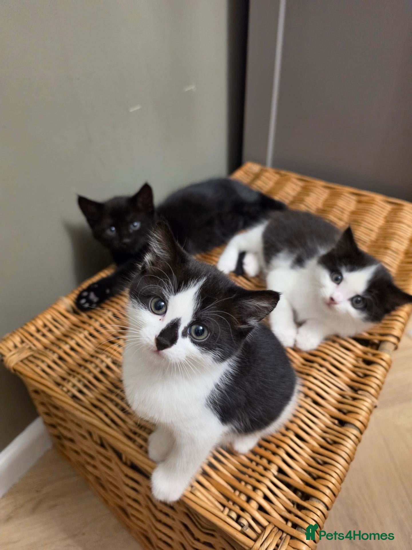 Mixed Breed cats Gorgeous kittens looking for forever homes - Advert 2