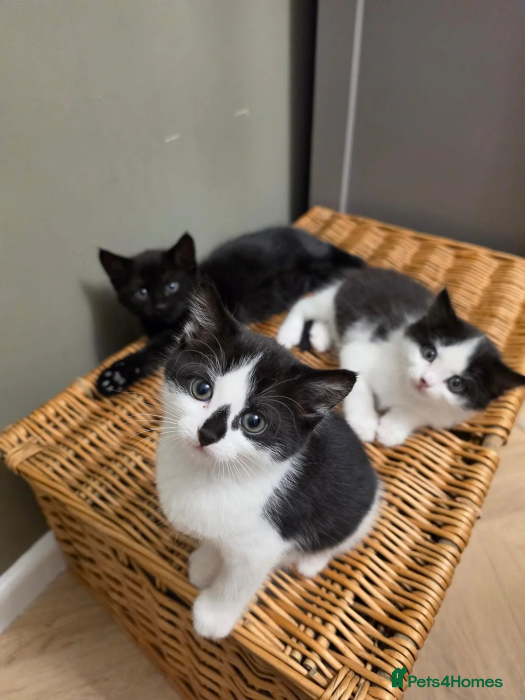 Mixed Breed cats for sale: Gorgeous kittens looking for forever homes - Advert 1