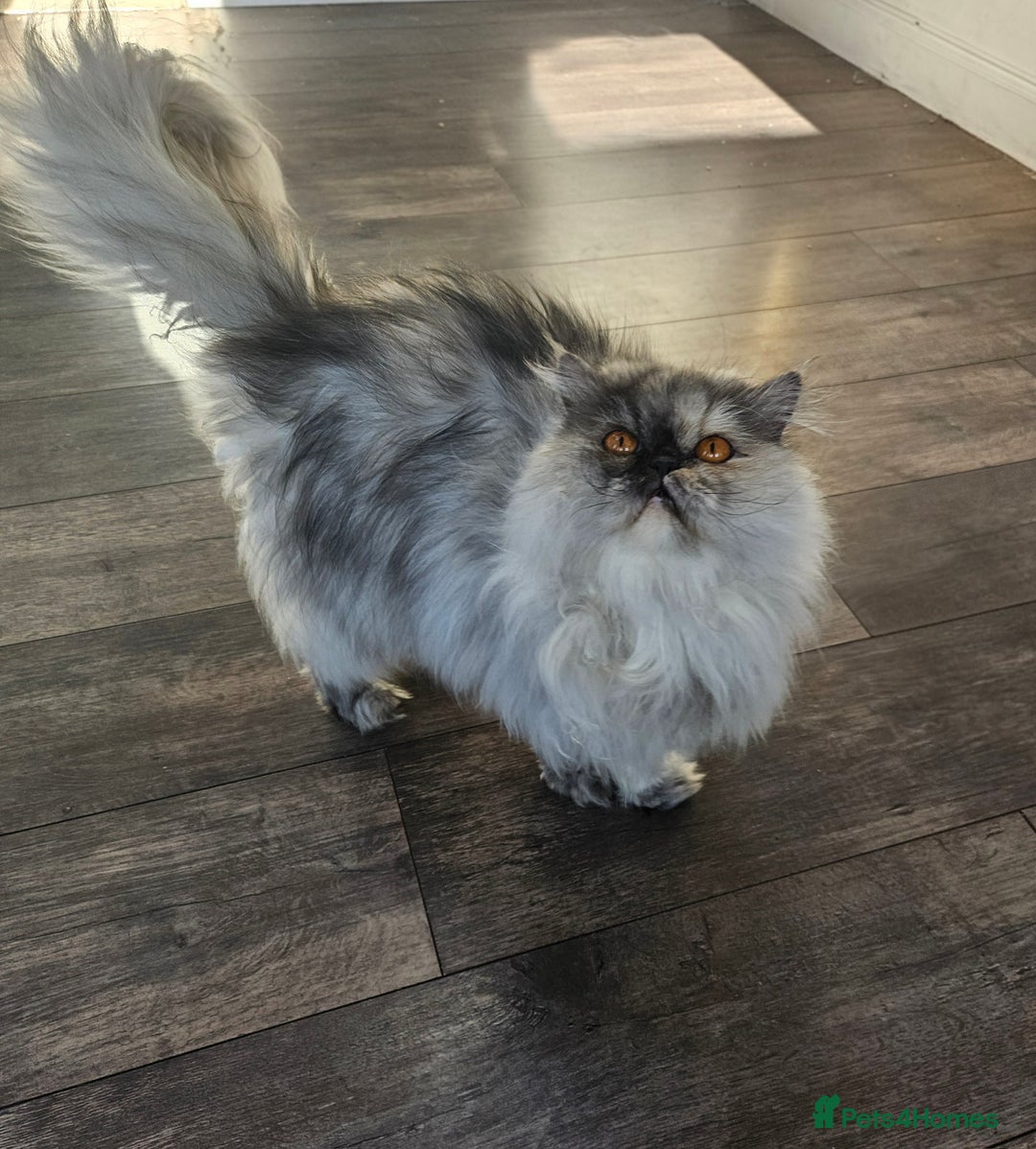 Persian cats for sale: Stunning Persian girl  - Advert 27