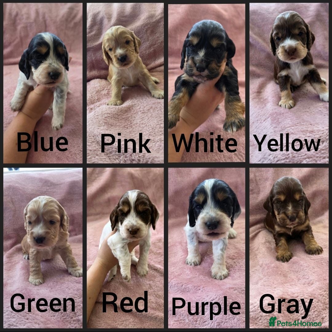 Cocker Spaniel dogs KC Reg health tested working cocker spaniels - Advert 2