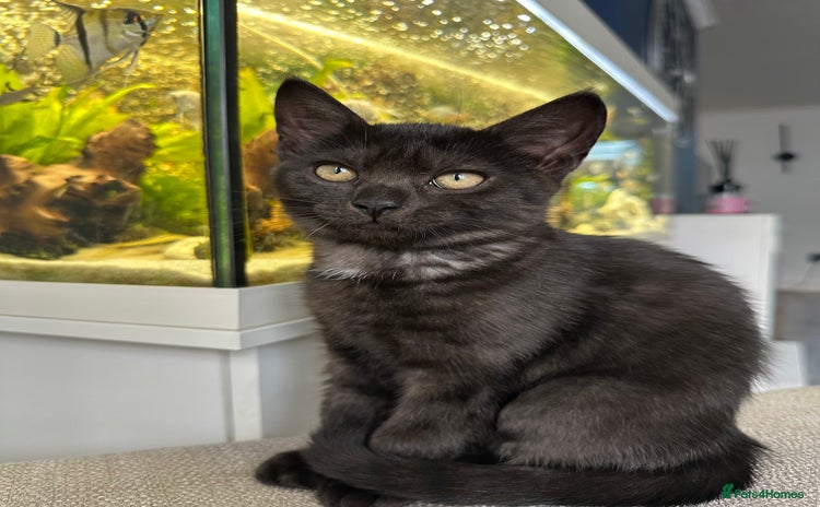 Domestic Shorthair cats - Advert 4