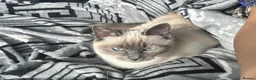 Ragdoll cats for sale: Mainecoon and ragdoll  - Advert 3