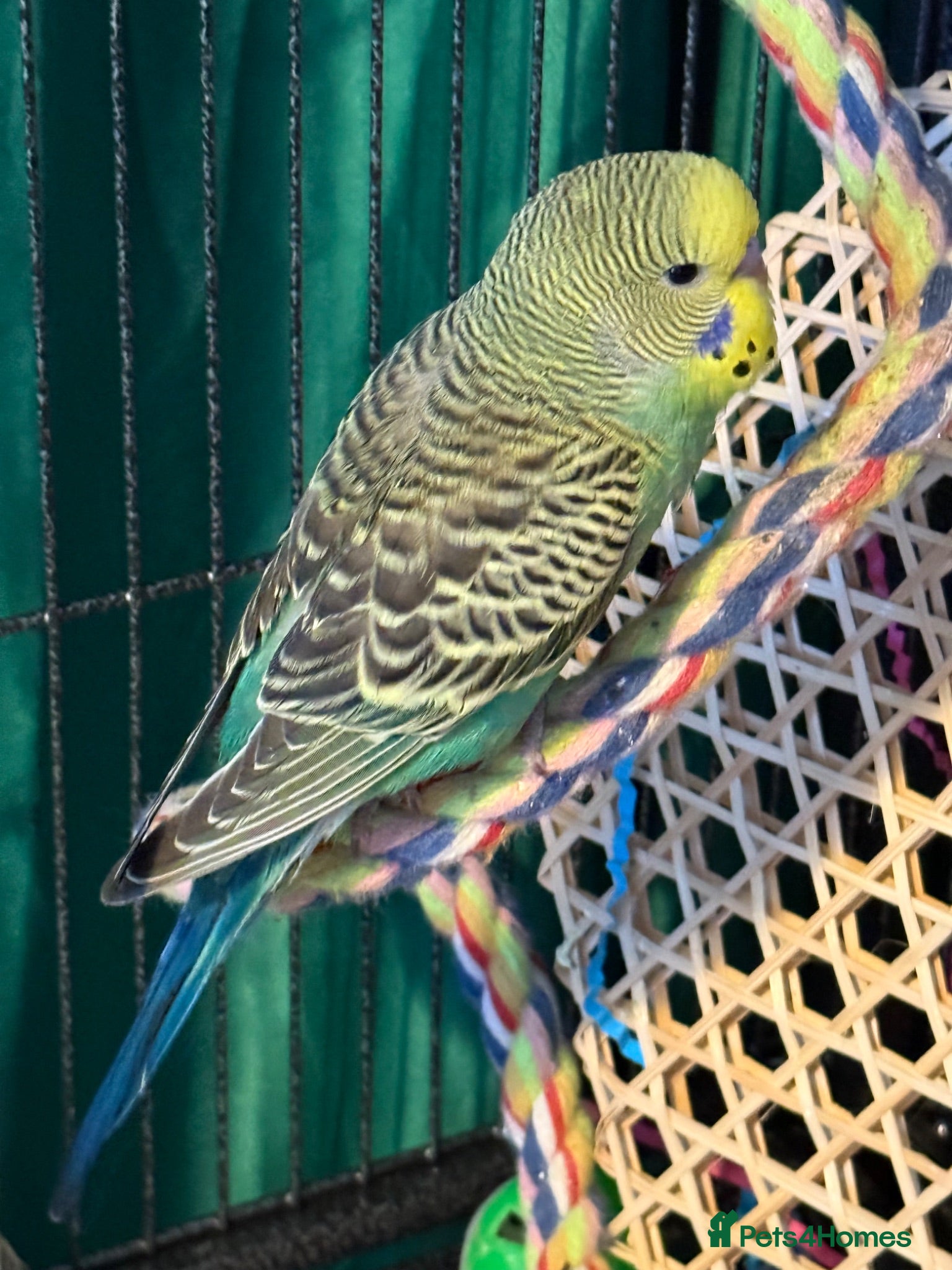 Budgerigars birds 9 week old baby budgies available in Runcorn - Advert 1