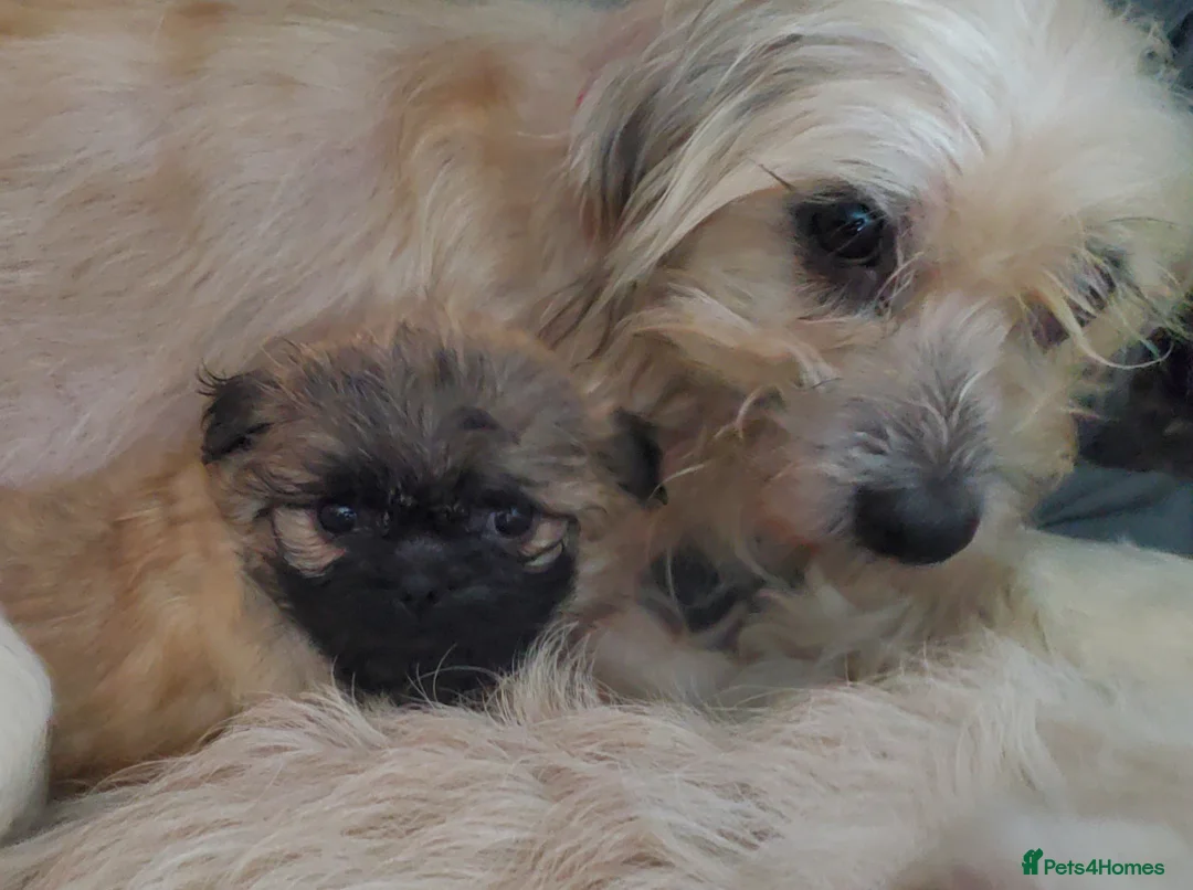 Mixed Breed dogs for sale: Shih tzu cross Pug puppies - Advert 22