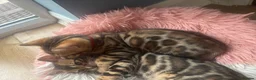 Bengal cats for sale: Exceptional Bengal Kittens With Amazing Rosettes ✨ - Advert 4