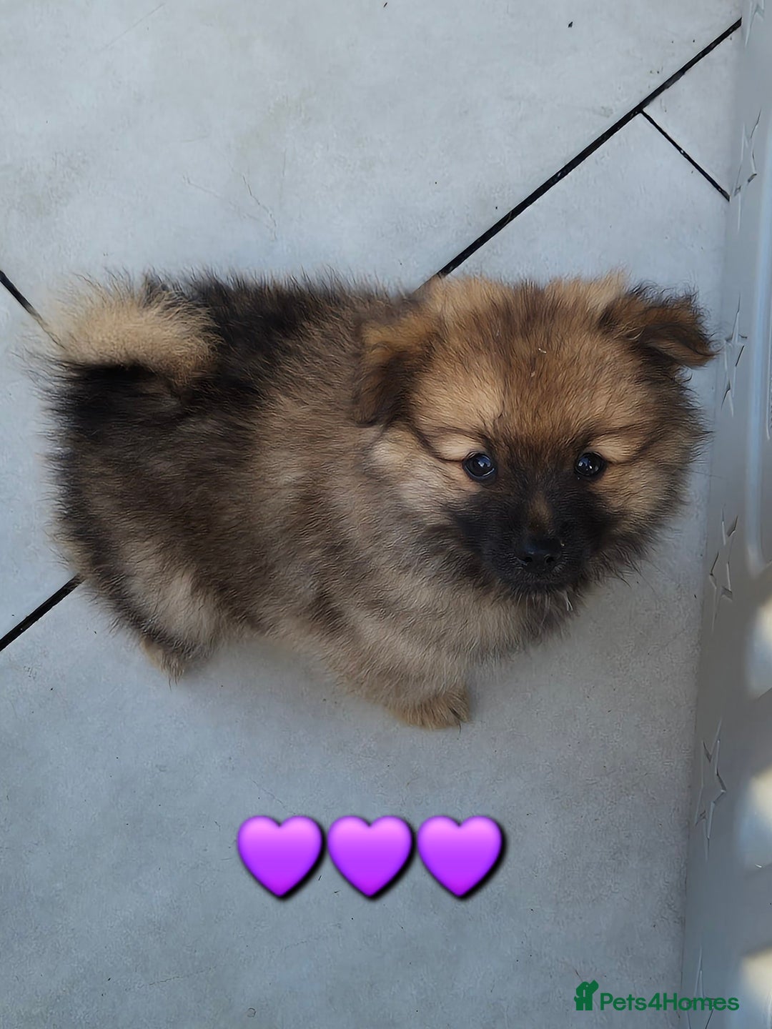Pomsky dogs for sale: REDUCED PRICE: Cute Pomsky F1b puppies for sale  - Image 11