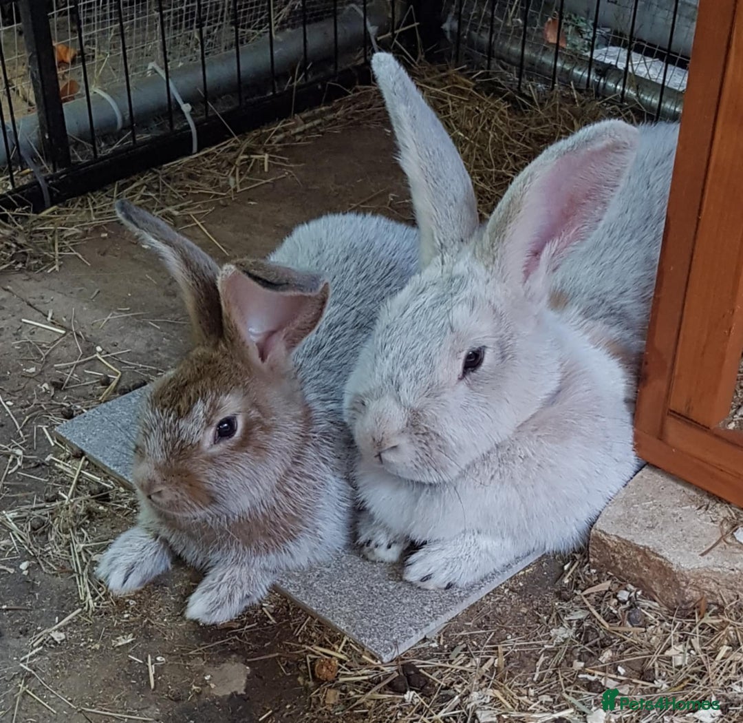 Argente rabbits for sale: Beautiful , friendly girl - Image 3
