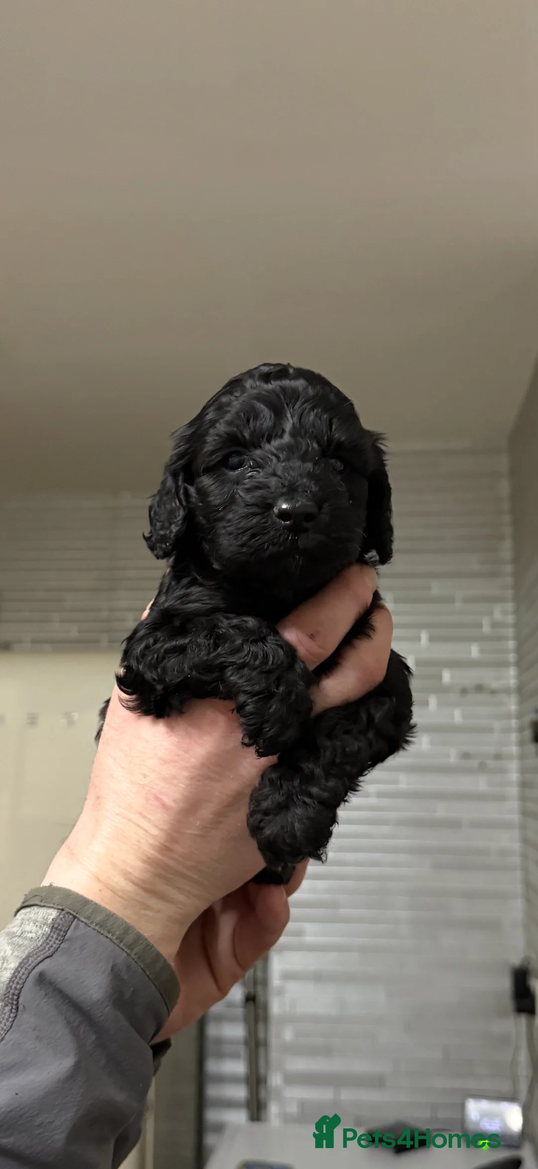 Cockapoo dogs for sale: Gorgeous Cockapoo puppies - Advert 7