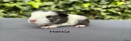 Guinea Pig rodents for sale: Gorgeous baby guinea pigs  - Advert 6