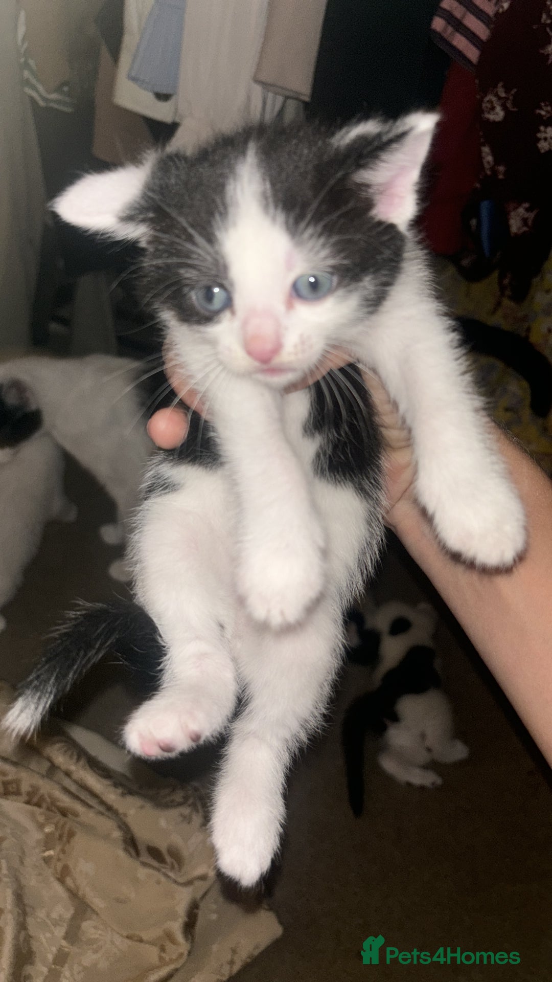 Mixed Breed cats for sale: Black & White mixed breed - Image 3