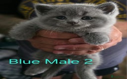 British Shorthair cats for sale: 🐈‍⬛ Last Blue Male 🐈‍⬛ British Shorthair - Image 1