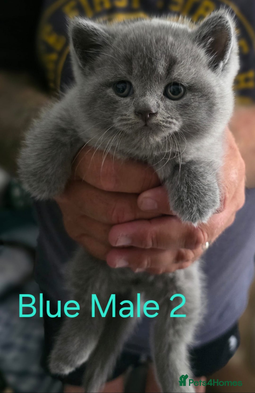 British Shorthair cats for sale: 🐈‍⬛ Last Blue Male 🐈‍⬛ British Shorthair - Image 1