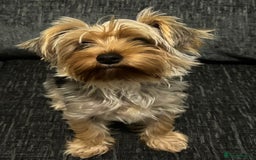 Yorkshire Terrier dogs for sale: MINIATURE YORKSHIRE TERRIER - Image 2