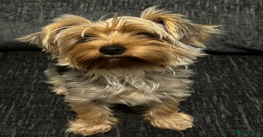 Yorkshire Terrier dogs - Advert 16