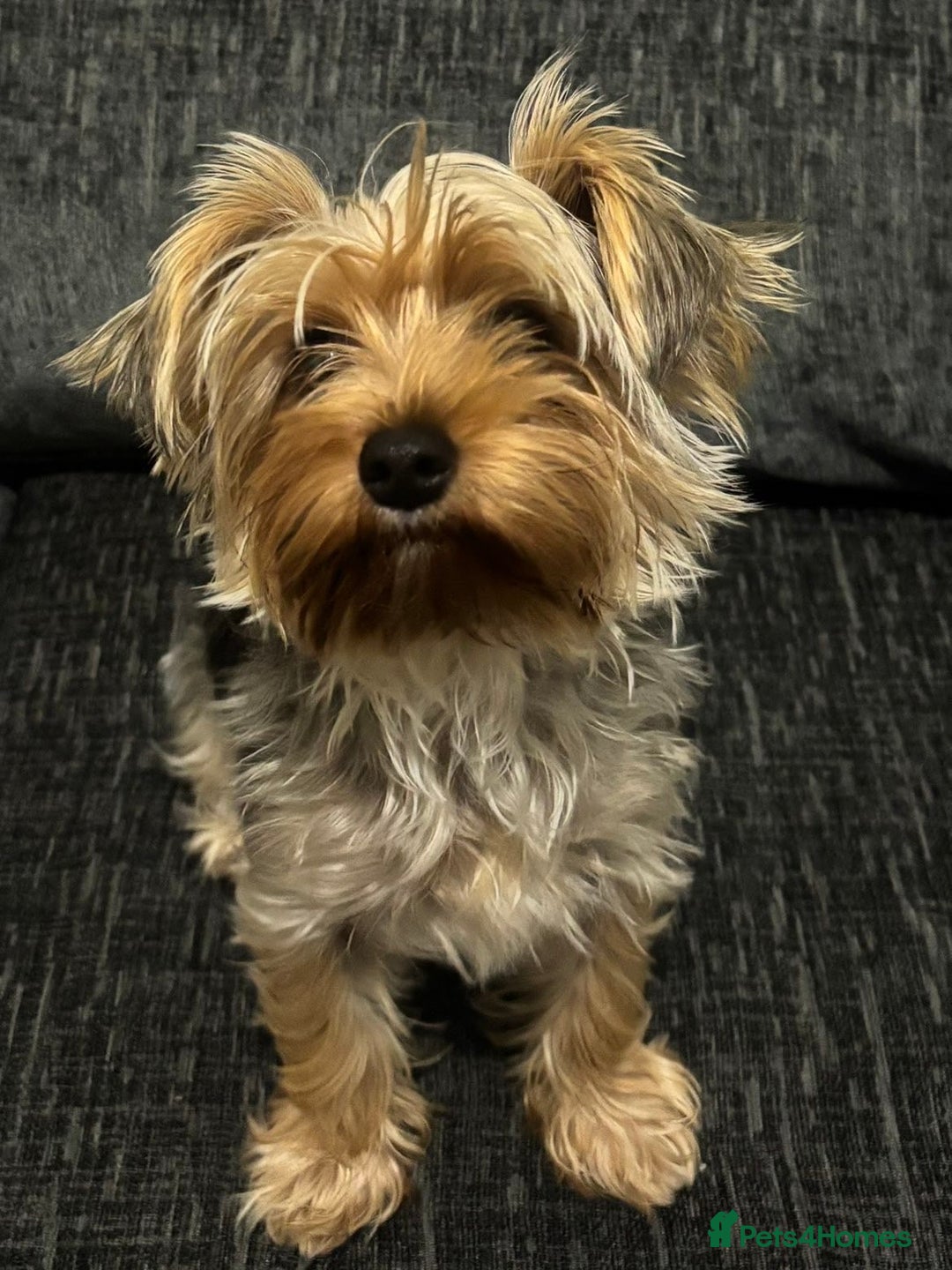 Yorkshire Terrier dogs for sale: MINIATURE YORKSHIRE TERRIER - Image 2