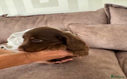 Miniature Dachshund dogs for sale: Long haired miniture dachshund  - Image 11
