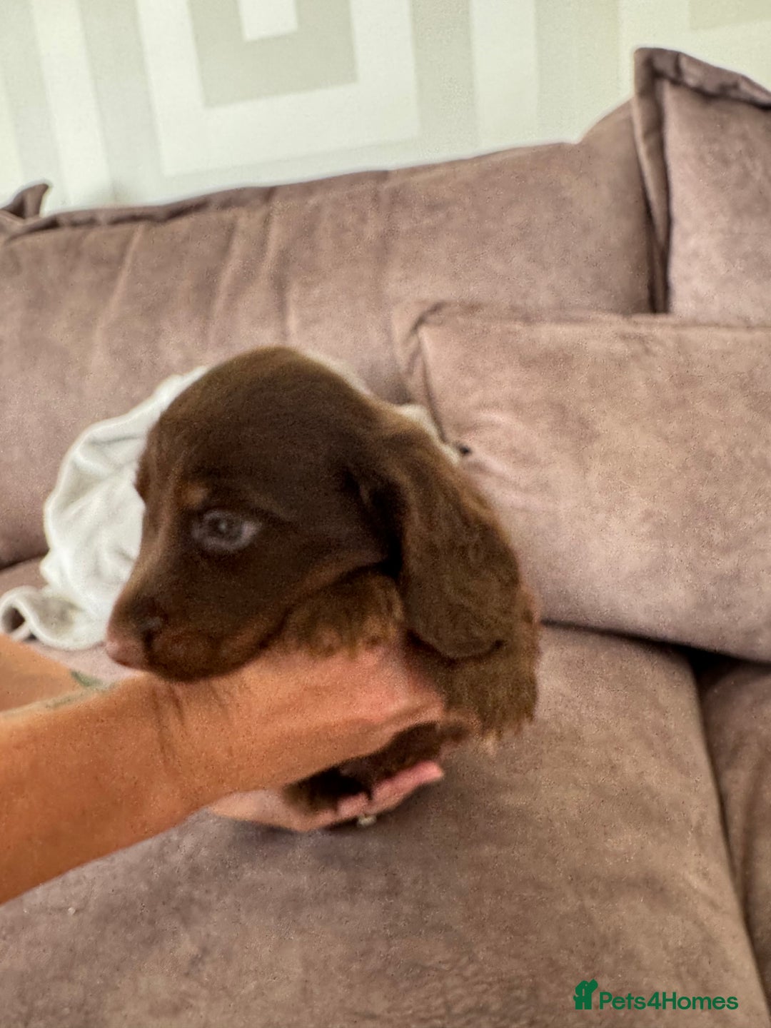 Miniature Dachshund dogs for sale: Long haired miniture dachshund  - Image 11