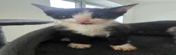 Domestic Shorthair cats for sale: Kittens  in Wednesbury - Advert 2