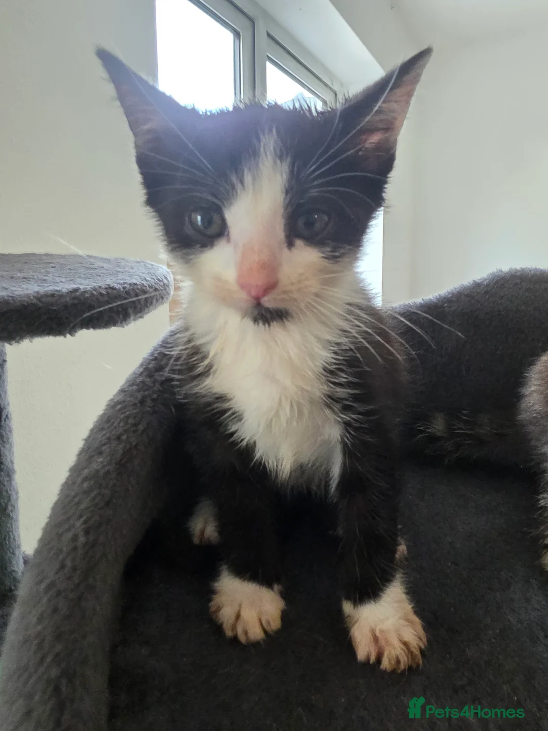 Domestic Shorthair cats for sale: Kittens  in Wednesbury - Advert 2