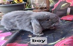 Mini Lop rabbits for sale: Mini lop babies - Image 2