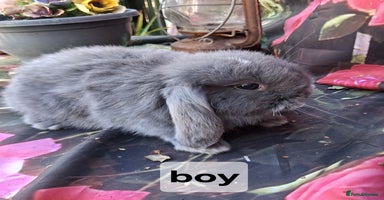 Mini Lop rabbits - Advert 2