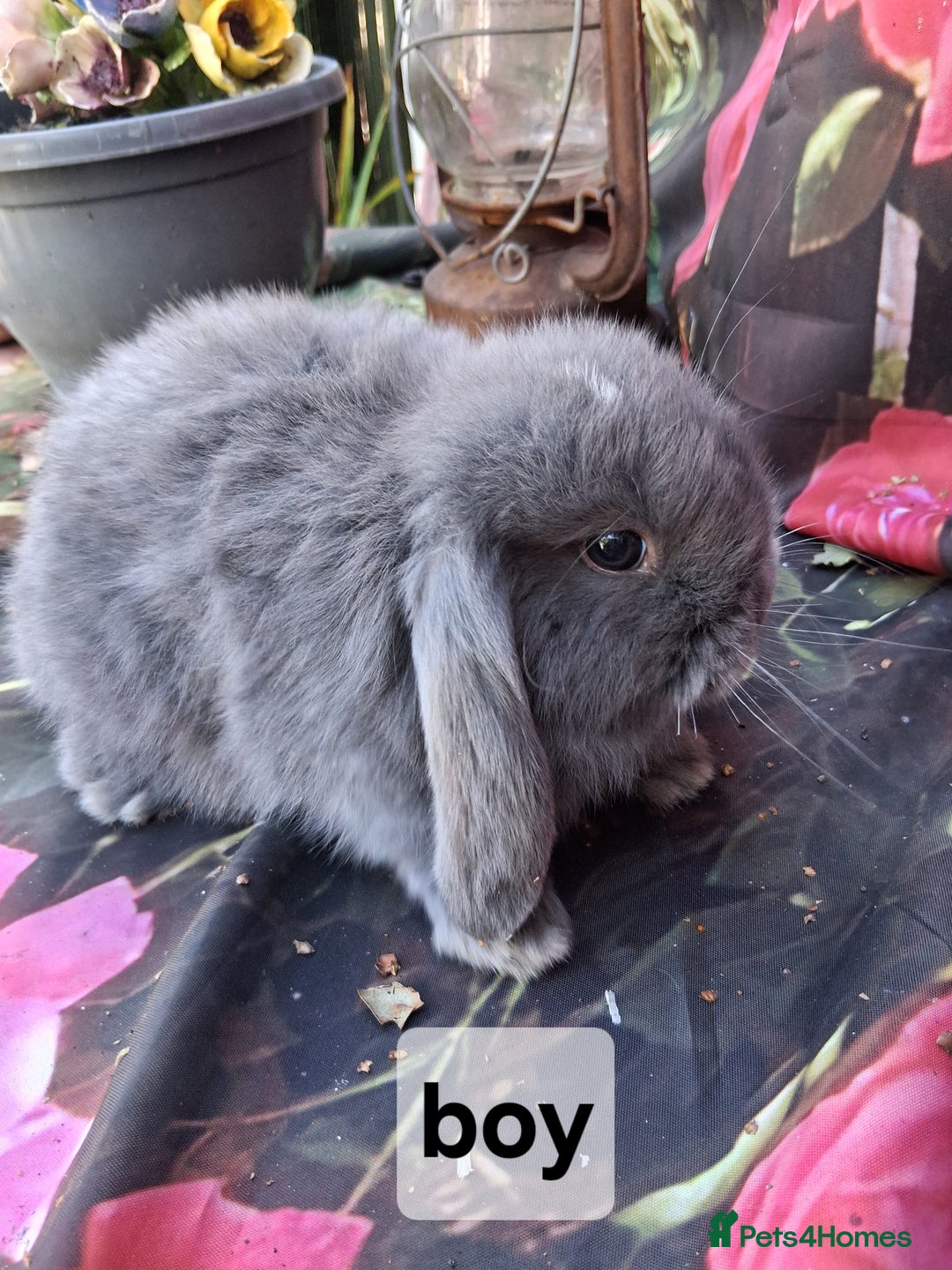 Mini Lop rabbits for sale: Mini lop babies - Image 2