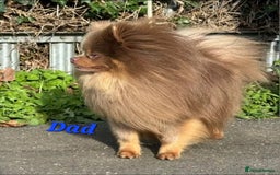 Pomeranian dogs for sale: Beautiful pomeranian puppies for sale 🥰 - Image 16