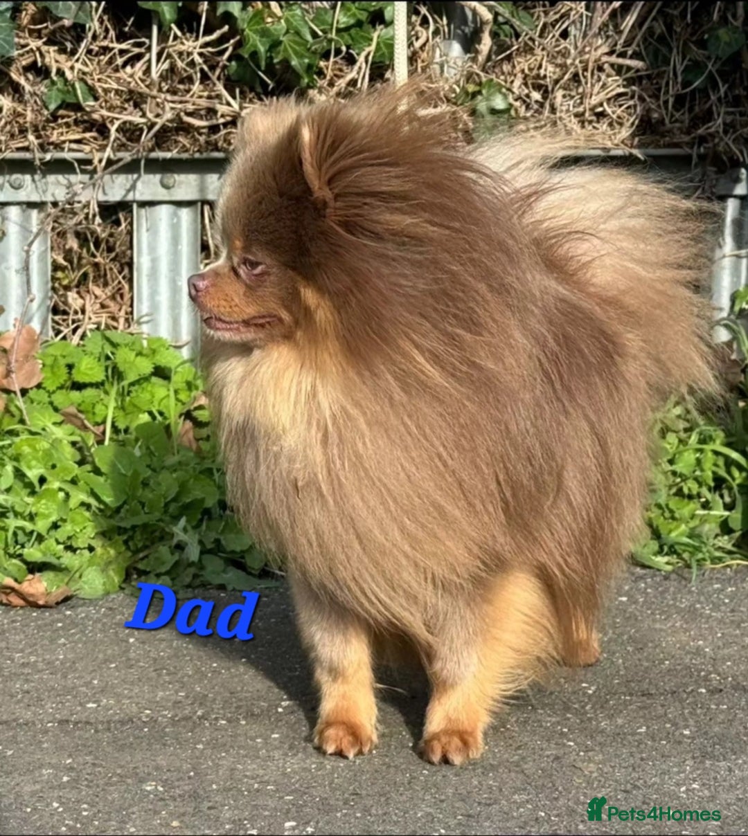 Pomeranian dogs for sale: Beautiful pomeranian puppies for sale 🥰 - Image 16