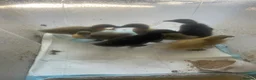 Ducks poultry for sale: Cayuga and runner duck cross  - Advert 1