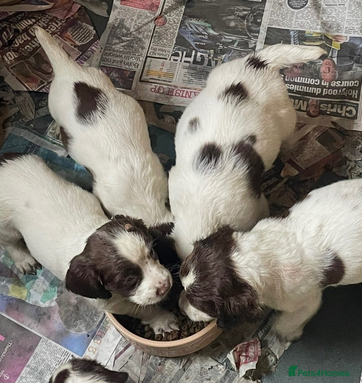 English Springer Spaniel dogs English springer spaniel puppies  - Advert 2