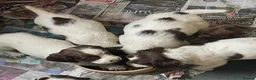 English Springer Spaniel dogs for sale: English springer spaniel puppies  in Kelty - Advert 1