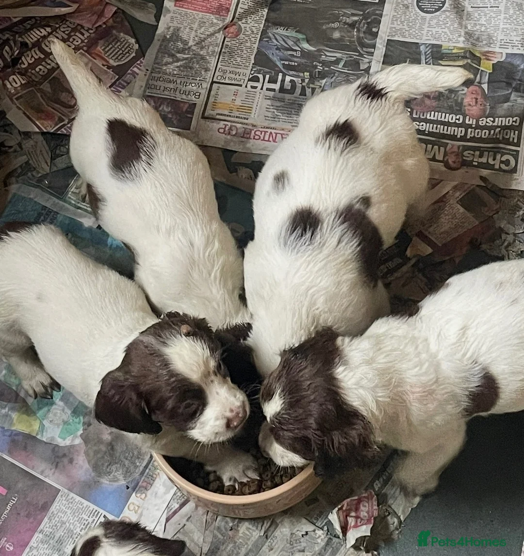 English Springer Spaniel dogs for sale: English springer spaniel puppies  in Kelty - Advert 1