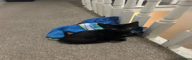 Panther