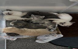 Ragdoll cats for sale: Ragdoll x main coon x British shorthair mix  - Image 32