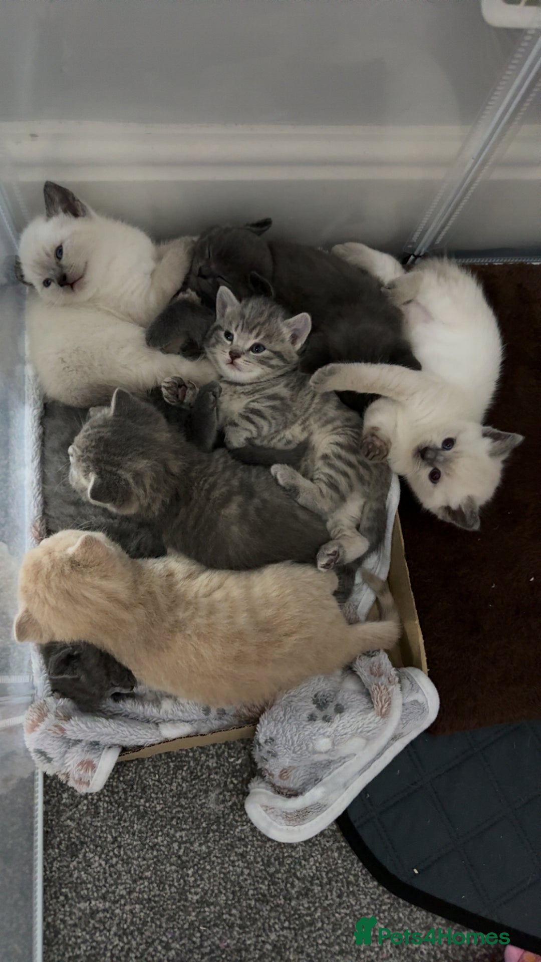 Ragdoll cats for sale: Ragdoll x main coon x British shorthair mix  - Image 32