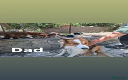 Border Collie dogs for sale: Reduced LAST  BOY LOOKING FOR HOME🌟 - Image 6