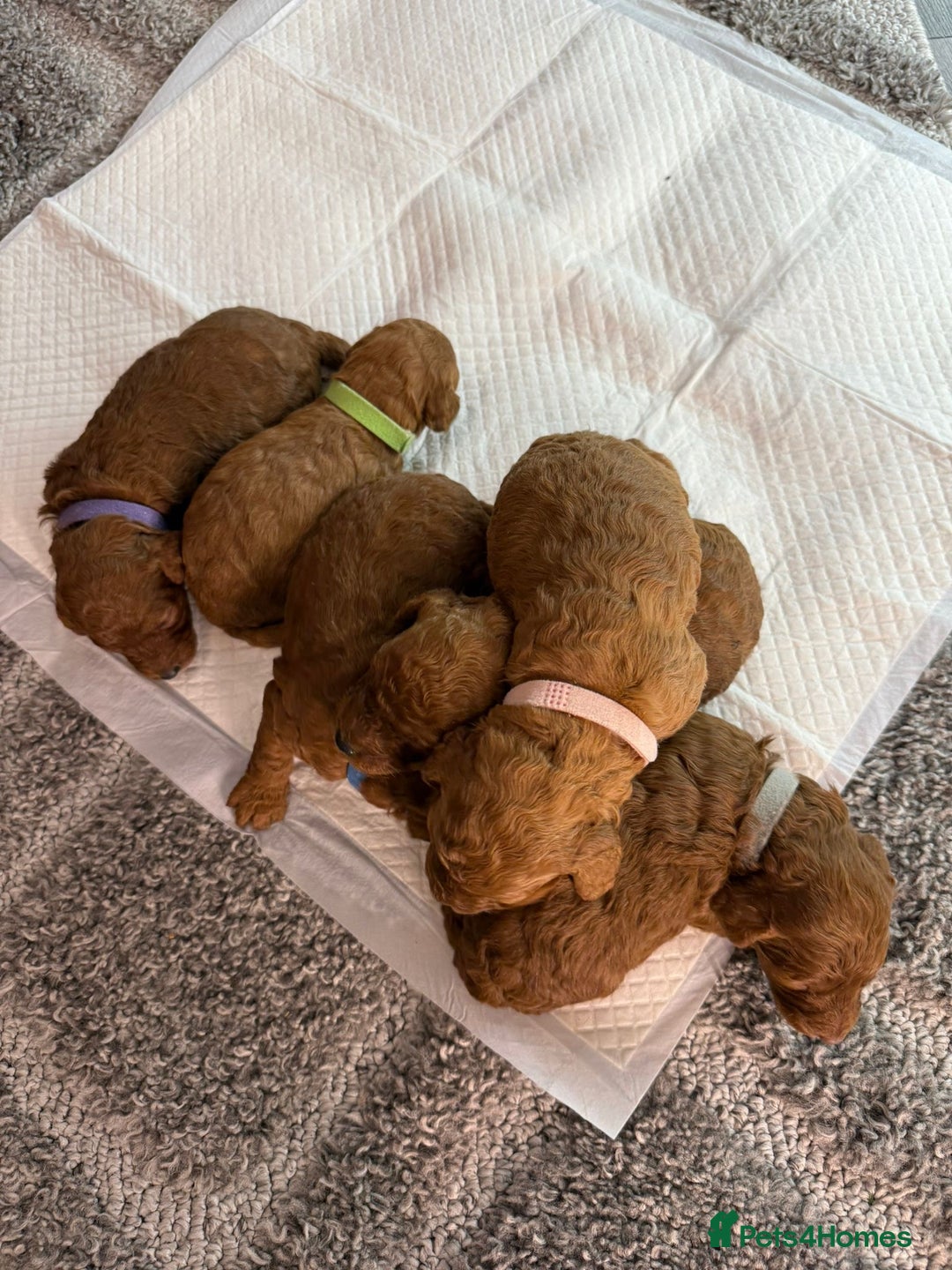 Cavapoo dogs for sale: F1b Cavapoo  - Image 1